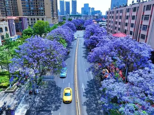 Grandes árvores floridas