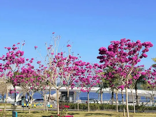 Árvores floridas de tamanho médio