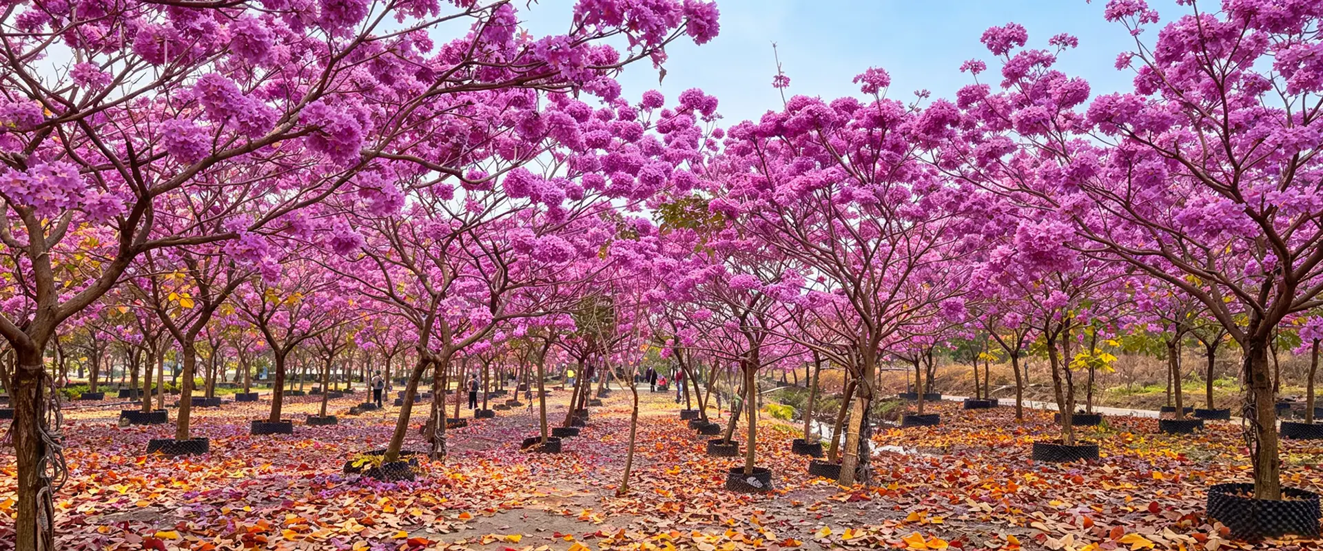 Fornecedor de grandes árvores floridas na China