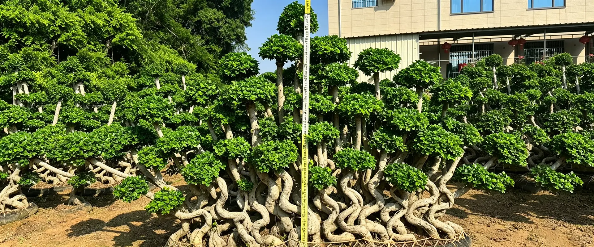 Fornecedor de árvores de sombra perenes da China