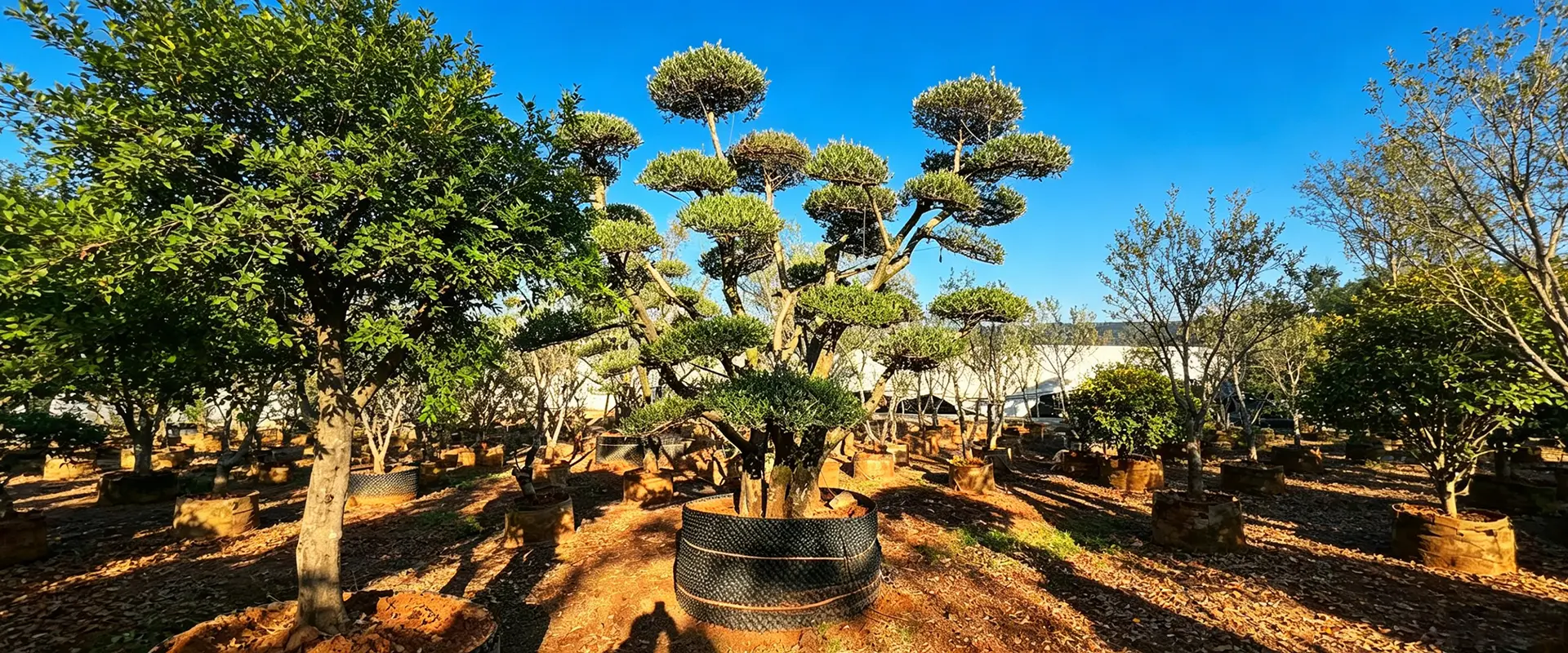Árvores floridas exclusivas à venda