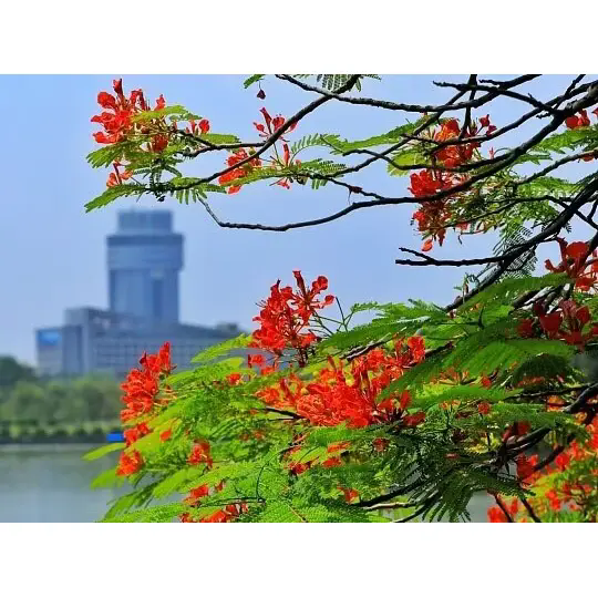 Como o Royal Poinciana cria paisagens tropicais deslumbrantes? Como o Royal Poinciana cria paisagens tropicais deslumbrantes?