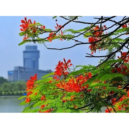 Por que os Royal Poinciana Liners cultivados em contêineres maximizam o sucesso da paisagem?