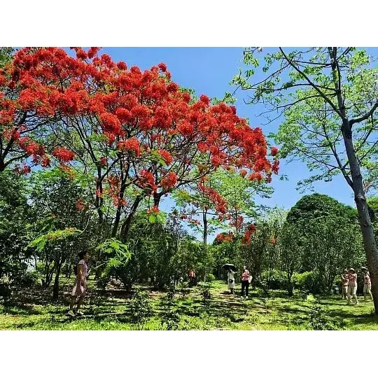 Como as árvores Royal Poinciana em vasos expandem o alcance do mercado para atacadistas de plantas?