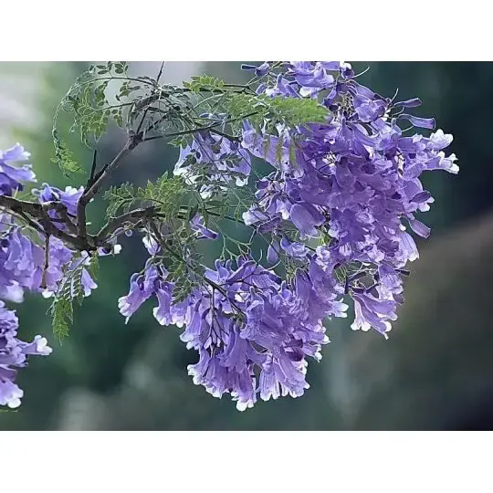 Como um jacarandá cria paisagens deslumbrantes e uma beleza duradoura? Como um jacarandá cria paisagens deslumbrantes e uma beleza duradoura?