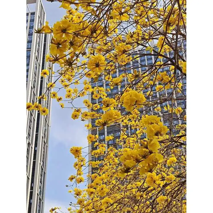 Como a árvore trombeta dourada aumenta a beleza da paisagem e o valor ambiental? Como a árvore trombeta dourada aumenta a beleza da paisagem e o valor ambiental?