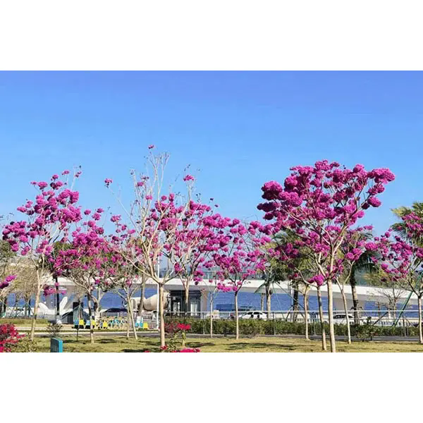O que torna a árvore trombeta roxa uma escolha ideal para projetos paisagísticos deslumbrantes?