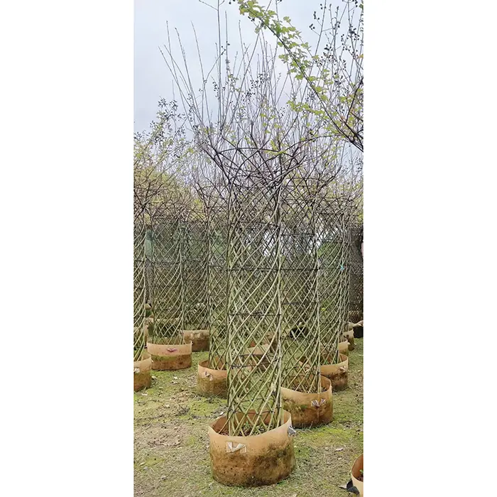 Árvore bonsai de murta de crepe