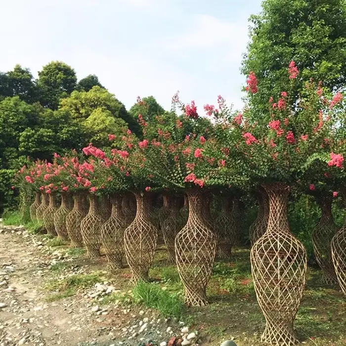 Árvore bonsai de murta de crepe