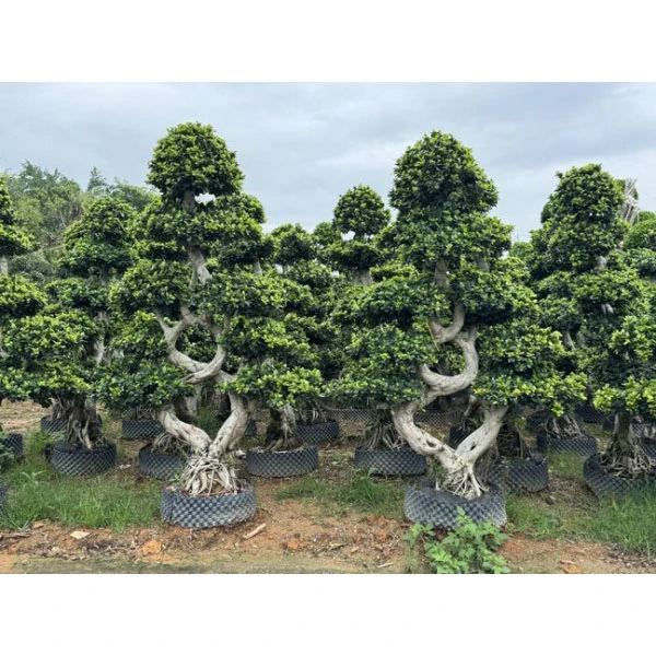 Árvore Bonsai Ficus Microcarpa