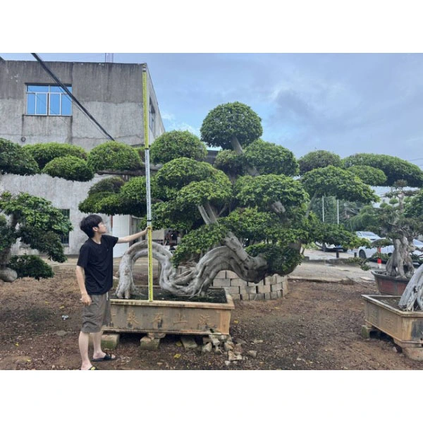 Árvore Bonsai Ficus Microcarpa