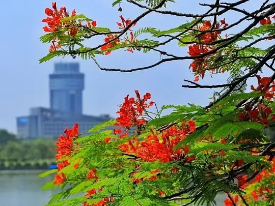 Royal Poinciana Street Trees