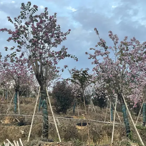 Pink Orchid Tree Liners