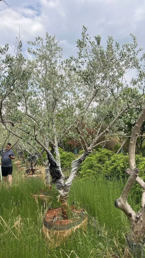Potted Olive Tree