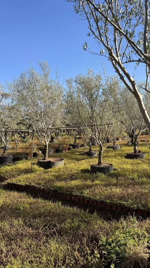 Potted Olive Tree