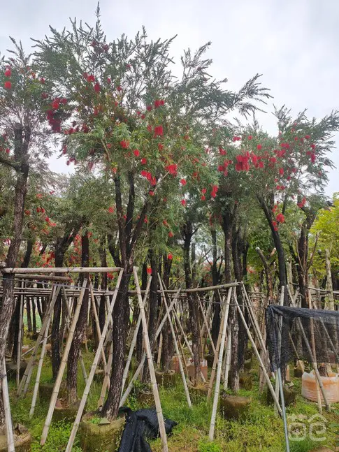 Specimen Weeping Bottlebrush Tree