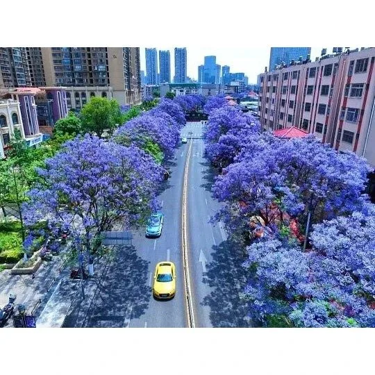 Árvores da Rua Jacarandá Árvores da Rua Jacarandá