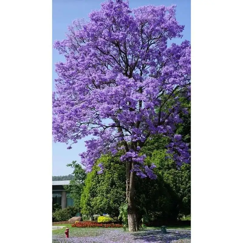 Árvores da Rua Jacarandá