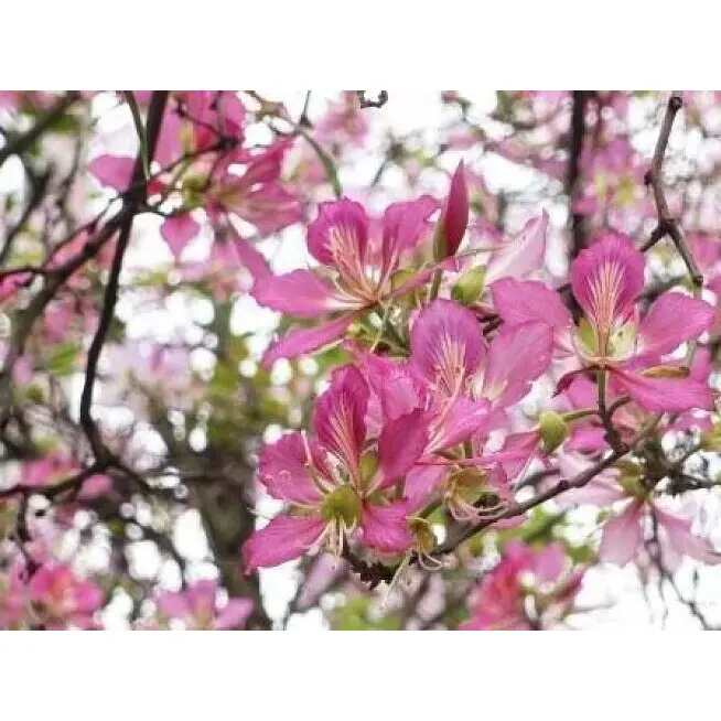 Árvores de rua com orquídeas rosa