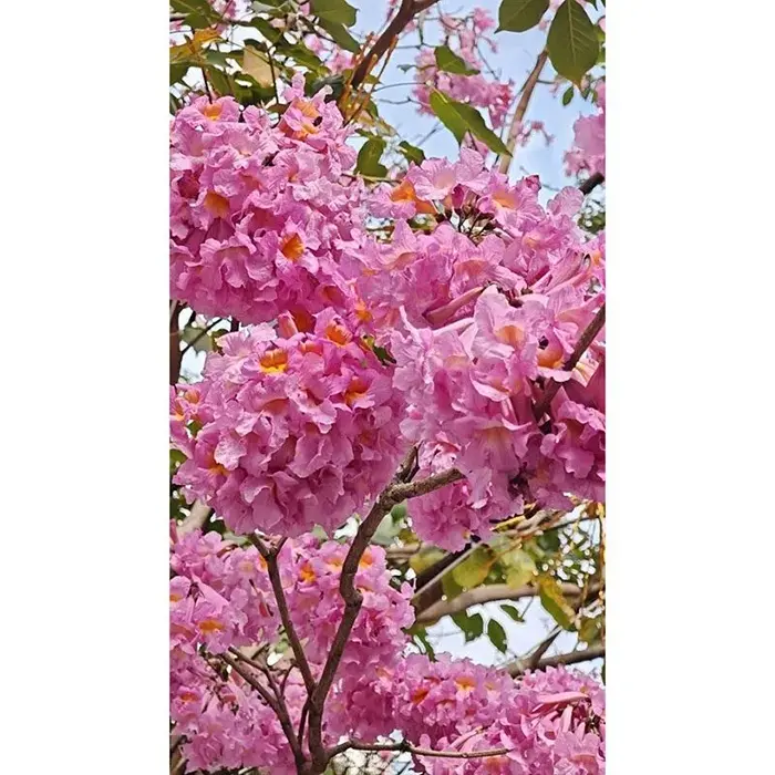Bonsai de árvore trombeta roxa