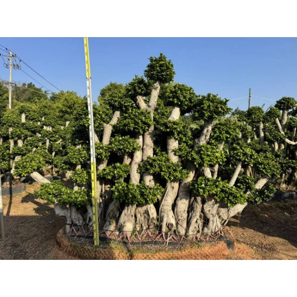 Espécime Ficus microcarpa Árvore