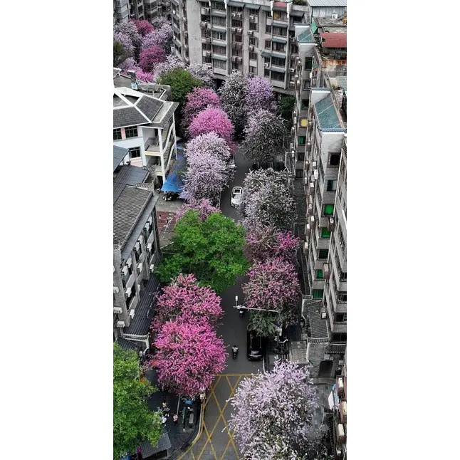 Espécime de orquídea rosa