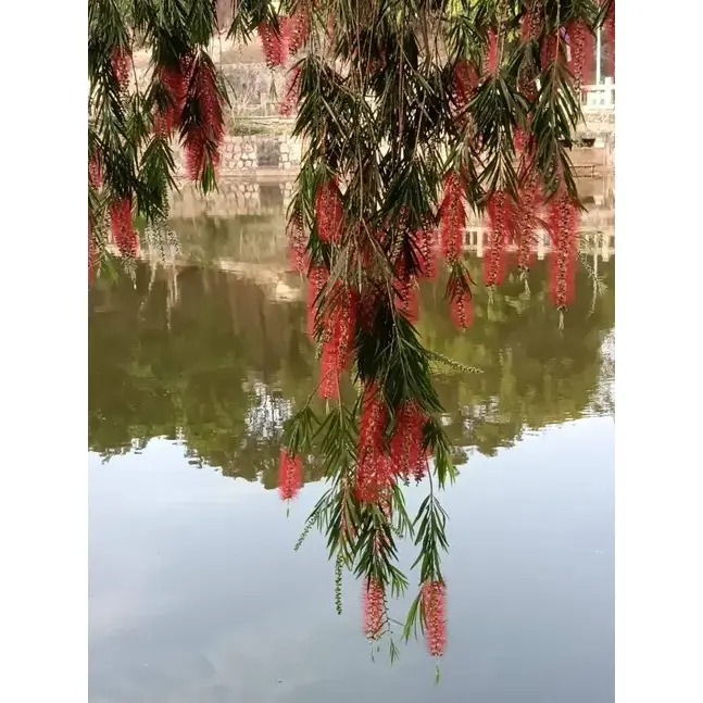 Bonsai de escova de garrafa chorando